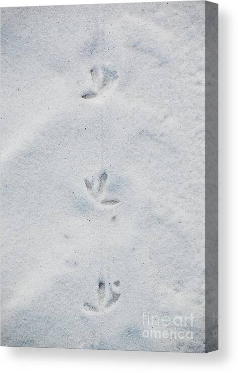 Tracks Canvas Print featuring the photograph Delicate Bird Tracks in Powder Sand Destin Florida by Shawn O'Brien