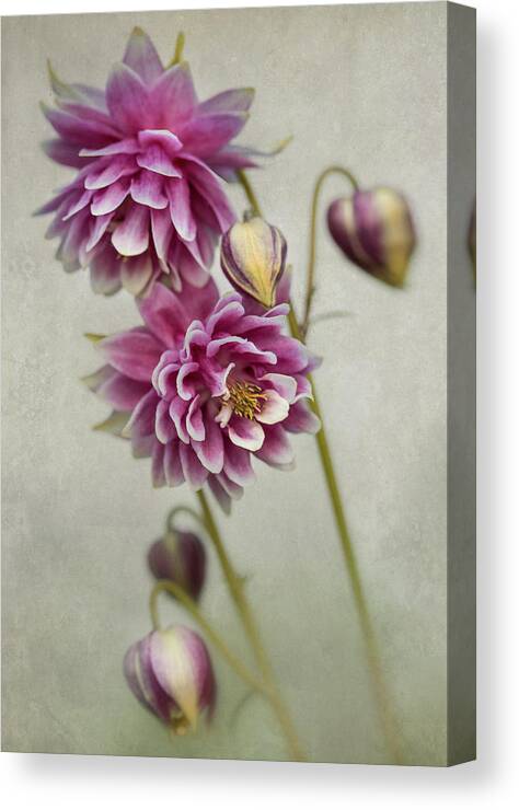 Colorful Canvas Print featuring the photograph Delicate pink columbine by Jaroslaw Blaminsky