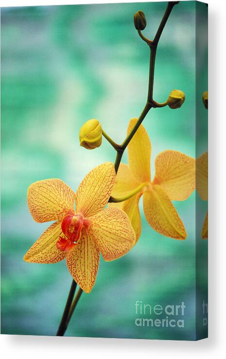 26-csm0163 Canvas Print featuring the photograph Dendrobium by Allan Seiden - Printscapes