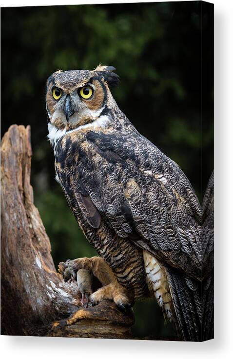 Great Horned Owl Canvas Print featuring the photograph Dinner Time by Tracy Munson