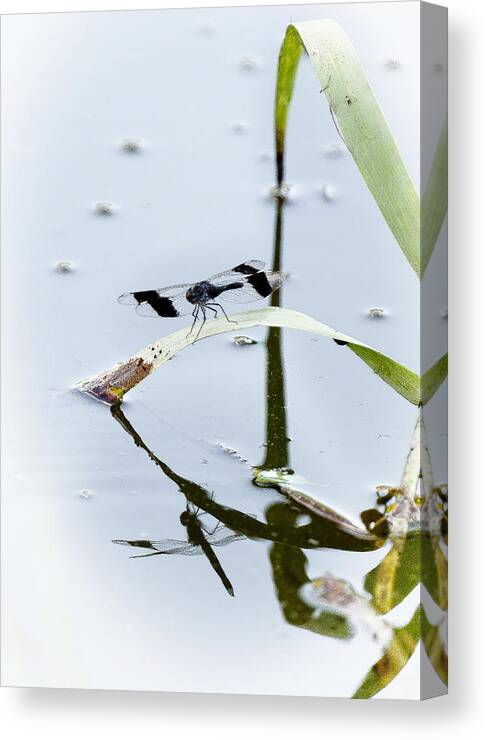 Insects Canvas Print featuring the photograph Dragon fly by Patrick Kain