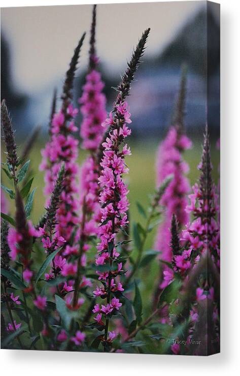 Floral Canvas Print featuring the photograph Eastern Gay Feather by Tracey Vivar