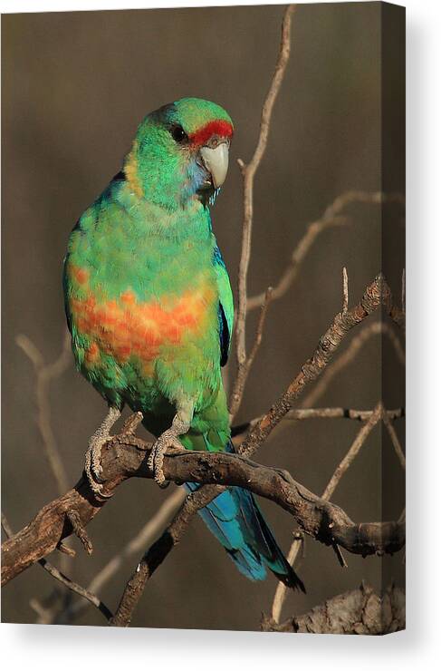 Parrot Canvas Print featuring the photograph Eastern or Mallee Ringneck B by Tony Brown