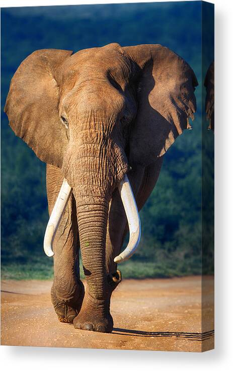 Elephant Canvas Print featuring the photograph Elephant approaching by Johan Swanepoel