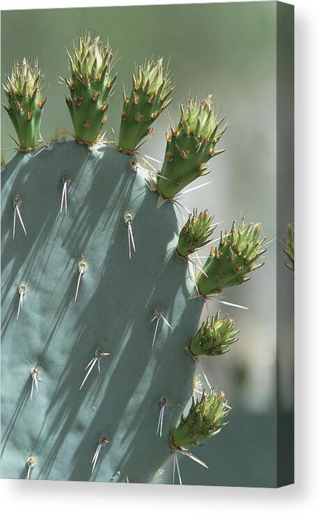 Mp Canvas Print featuring the photograph Engelmann Prickly Pear Opuntia by Konrad Wothe