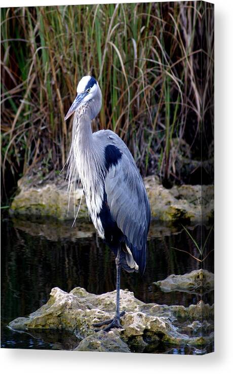 Everglades Canvas Print featuring the photograph Everglades Heron by Marty Koch