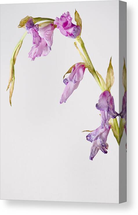 Gladiolus Canvas Print featuring the photograph Fading Gladiolus by Cheryl Day