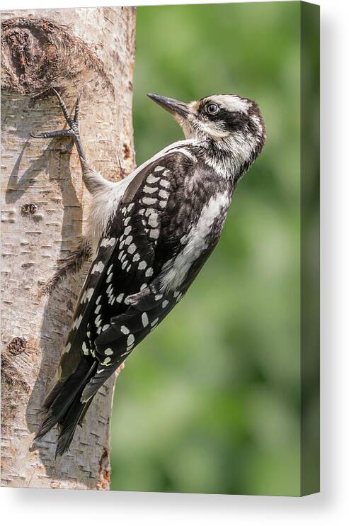 Hairy Woodpecker Canvas Print featuring the photograph Female Hairy Woodpecker in Minnesota by Jim Hughes