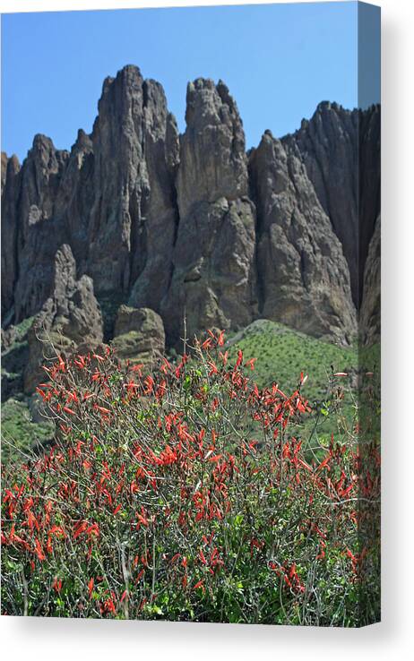 Superstition Mountains Canvas Print featuring the photograph Fire Bush by Chuck Wedemeier