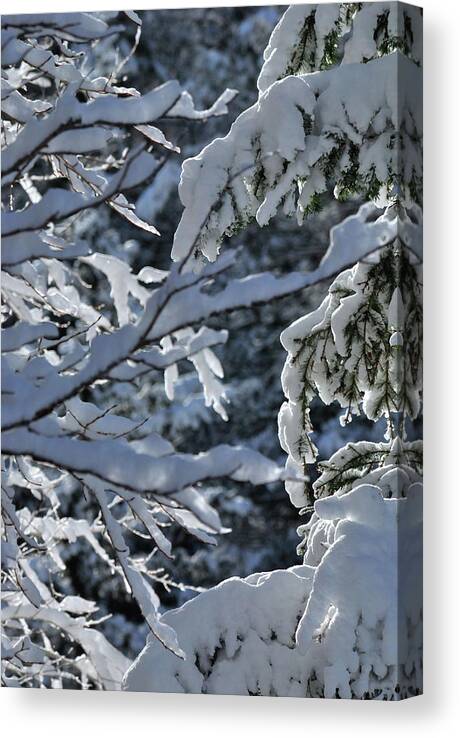 Snow Canvas Print featuring the photograph First Snow II by Ron Cline