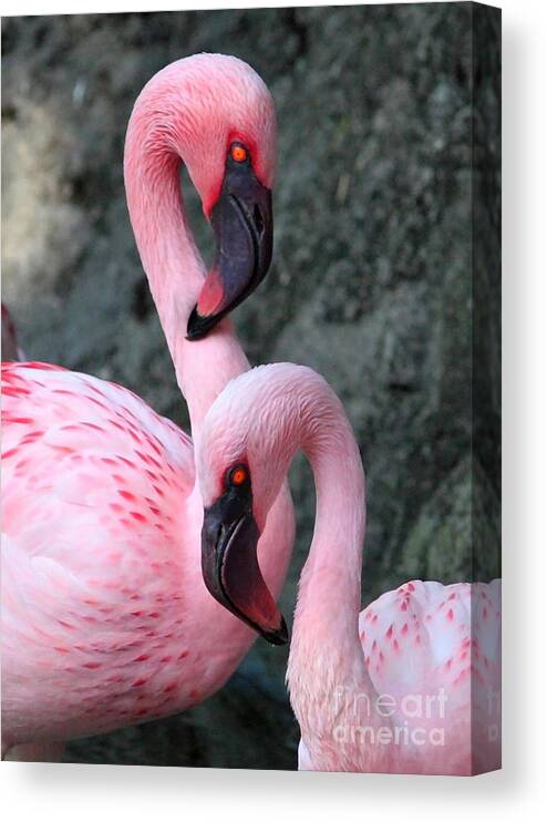 Flamingos Canvas Print featuring the photograph Flamingo Love Birds by Carol Groenen