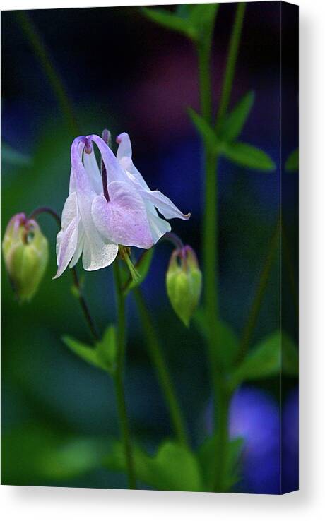 Columbine Canvas Print featuring the photograph Floral Birds by Byron Varvarigos