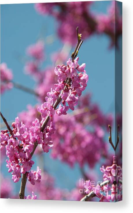 Blooming Redwood Tree Canvas Print featuring the photograph Spring Blossom by Pamela Williams