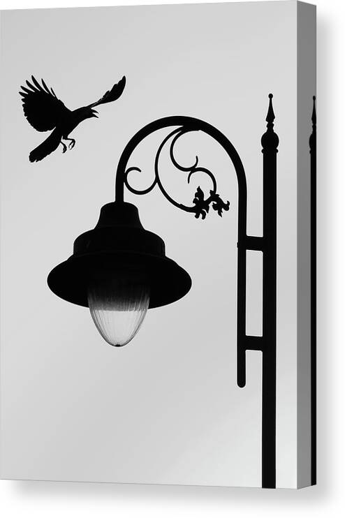 Flying Crow Photography Canvas Print featuring the photograph Flying Crow Vs Street Lamp by Prakash Ghai