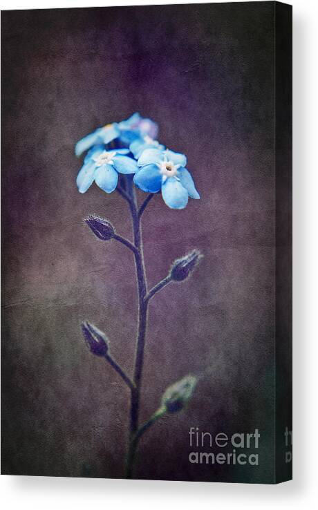 forget Me Not Canvas Print featuring the photograph Forget Me Not 04 - s6ct7b by Variance Collections