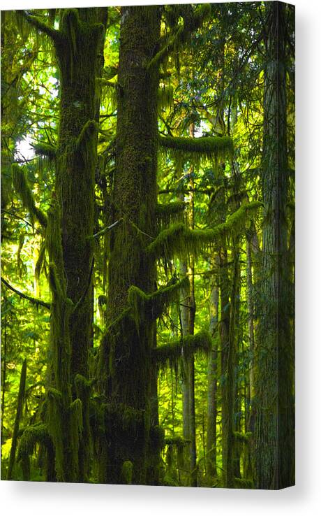  Forks Wa Olympic National Park Canvas Print featuring the photograph Forks Forest by Craig Perry-Ollila