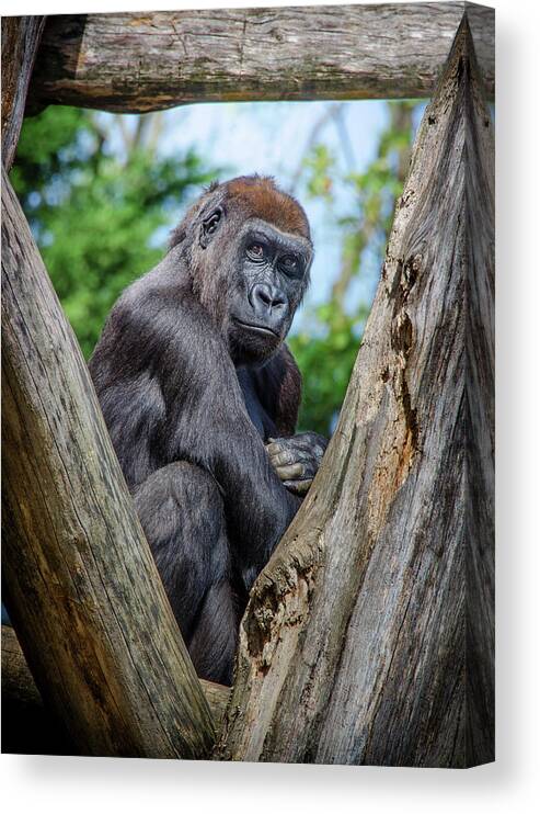 Great Apes Canvas Print featuring the photograph Framed by Neil Shapiro