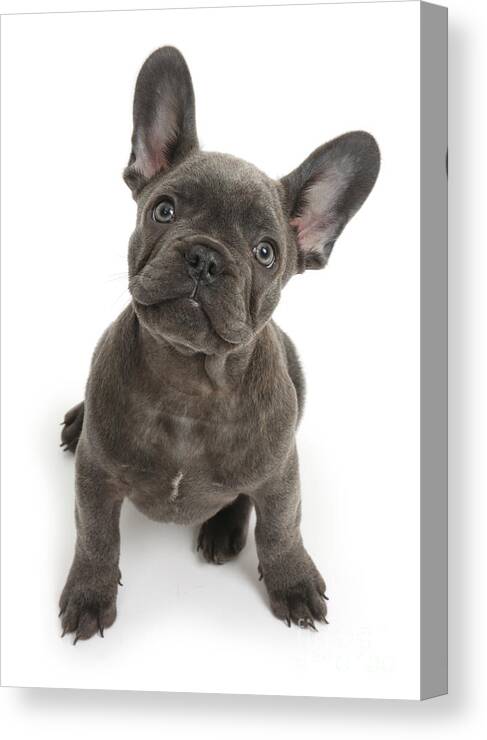 Nature Canvas Print featuring the photograph French Bulldog Puppy by Mark Taylor
