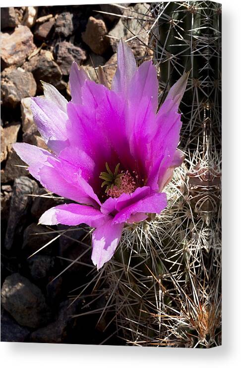 Cactus Canvas Print featuring the photograph Fuchsia Cactus Blossom by Phyllis Denton