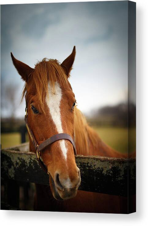 Horse Canvas Print featuring the photograph Genuine Reward by Shane Holsclaw