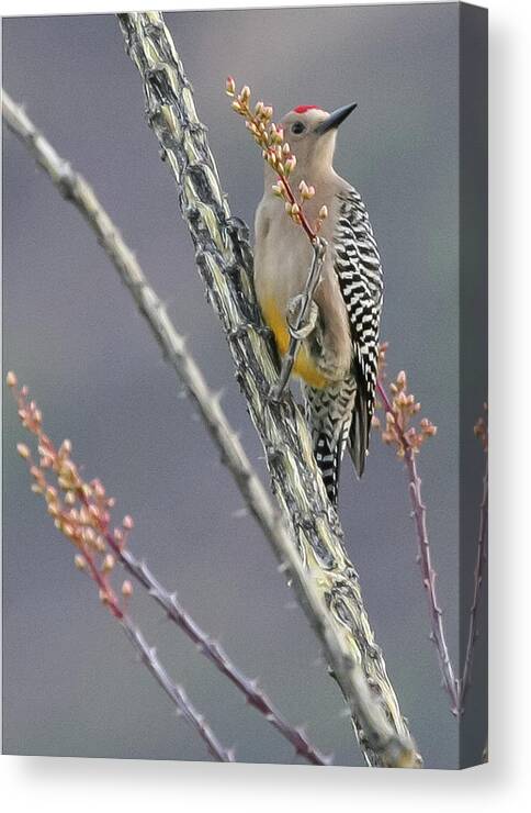 Bird Canvas Print featuring the photograph Gila Woodpecker by Lee Alloway