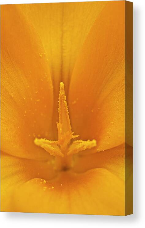 Crocus Canvas Print featuring the photograph Golden Glory by ShaddowCat Arts - Sherry