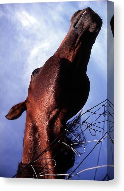 Horse Canvas Print featuring the photograph Good Scratch by M Kathleen Warren