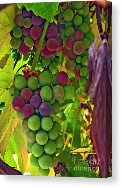 Grapes Canvas Print featuring the photograph Grapes on the Vine by Chris Anderson