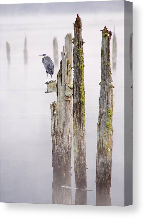 Bay Canvas Print featuring the photograph Great Blue Heron by Kevin Oke