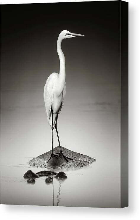 Egret Canvas Print featuring the photograph Great white egret on Hippo by Johan Swanepoel