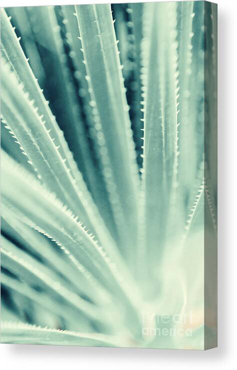 Plant Canvas Print featuring the photograph Green Foliage 4 by Andrea Anderegg