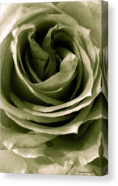 Rose Canvas Print featuring the photograph Green Pastel Rose by Marian Lonzetta