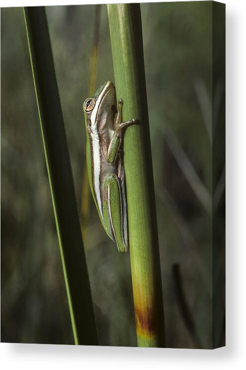 Frog Canvas Print featuring the photograph Green Treefrog by Robert Potts