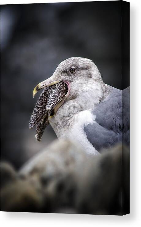 Bird Canvas Print featuring the photograph Gull and Seastar by Robert Potts