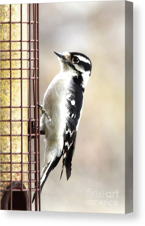 Hairy Woodpecker Canvas Print featuring the photograph Hairy Woodpecker by Cindy Schneider