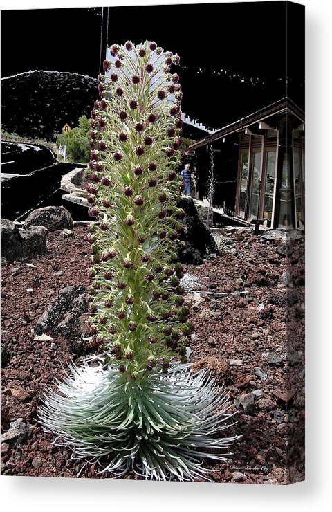 Maui Canvas Print featuring the photograph Haleakala Silversword by Diane Lindon Coy