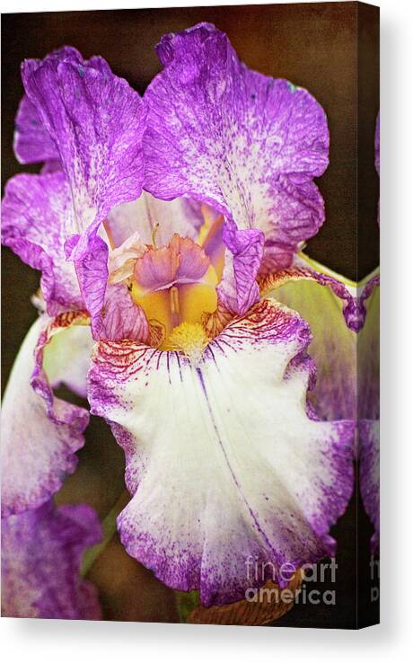 Iris Canvas Print featuring the photograph Hand tinted Iris by Jim And Emily Bush