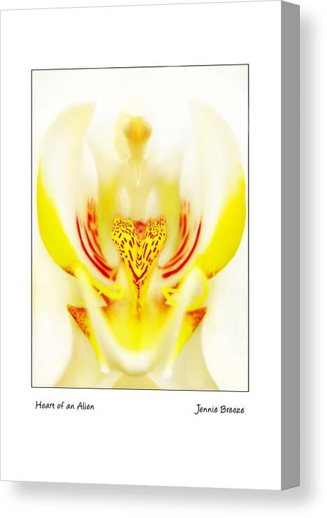 Moth Canvas Print featuring the photograph Heart of an Alien by Jennie Breeze