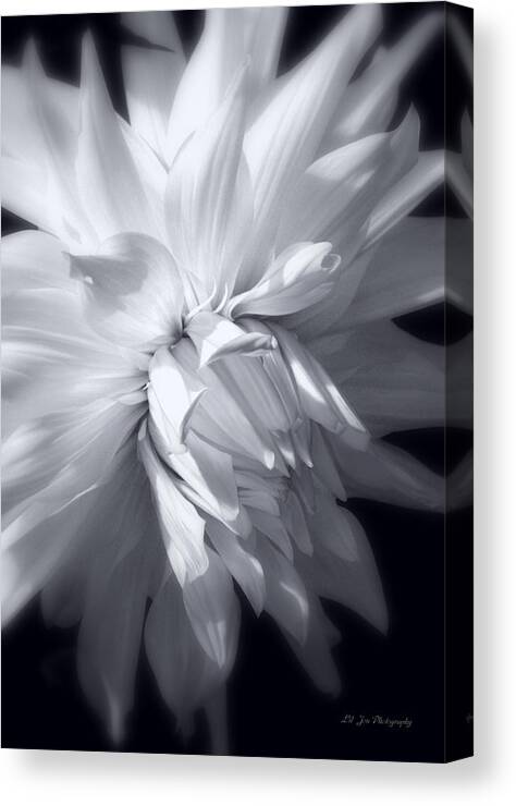 Dahlia Canvas Print featuring the photograph Heavenly Light by Jeanette C Landstrom