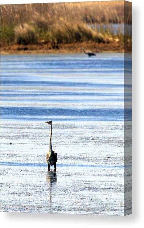 Heron Canvas Print featuring the photograph Herons in the Water by Travis Rogers