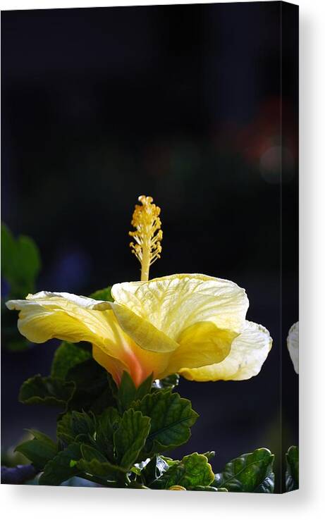 Hibiscus Canvas Print featuring the photograph Hibiscus Morning by Debbie Karnes