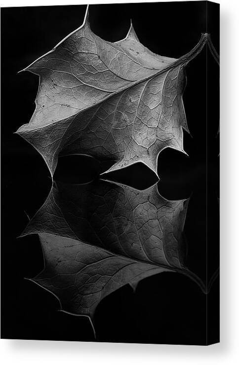 Holly Canvas Print featuring the photograph Holly Leaf by Morgan Wright