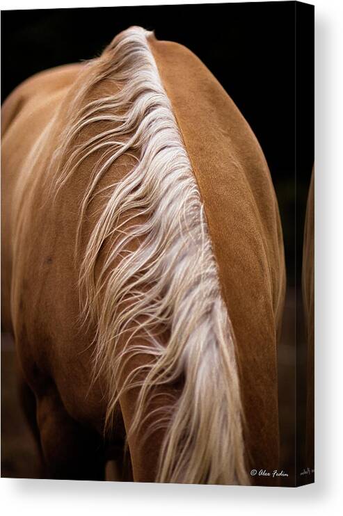 Horse Canvas Print featuring the photograph Horse Mane by Alexander Fedin
