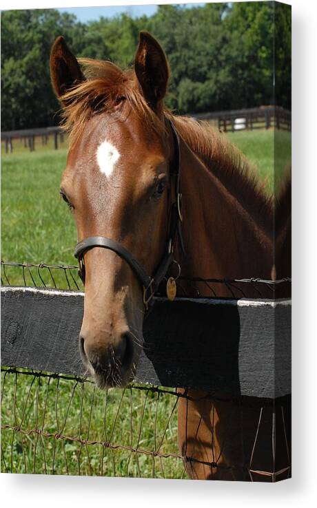 Horse Canvas Print featuring the photograph Horses 358 by Joyce StJames