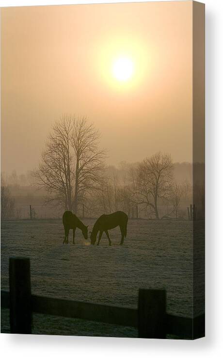 Horse Canvas Print featuring the photograph Horses at Sunrise-1 by Steve Somerville