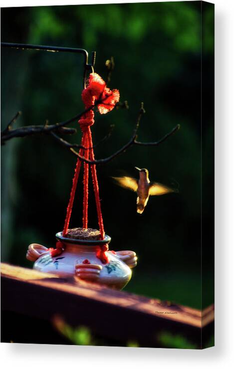 Hummingbird Canvas Print featuring the photograph Humming Bird At Sunrise by Thomas Woolworth