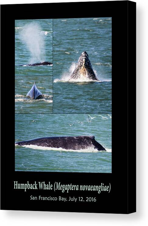 Humpback Canvas Print featuring the photograph Humpback Whale Photo Montage by Brian Tada
