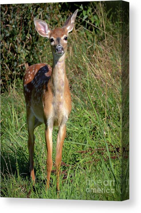 Deer Canvas Print featuring the photograph I See You by Amy Porter