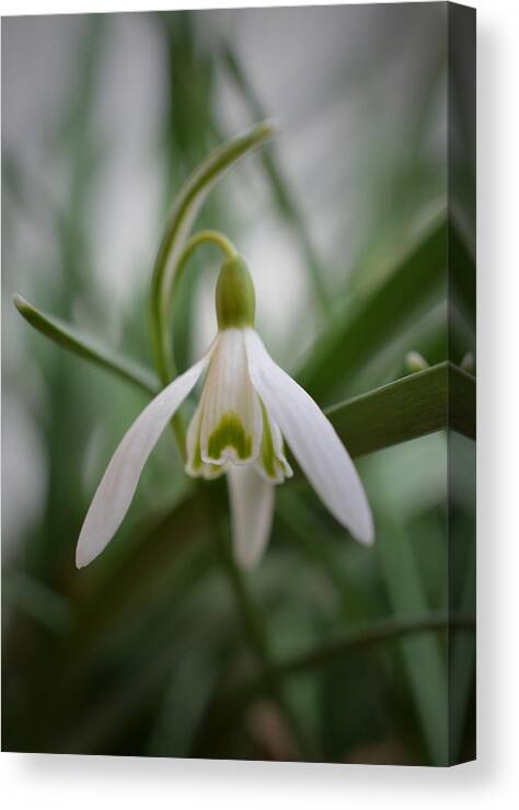 Snowdrop Canvas Print featuring the photograph In Amongst the Snowdrops by Richard Andrews
