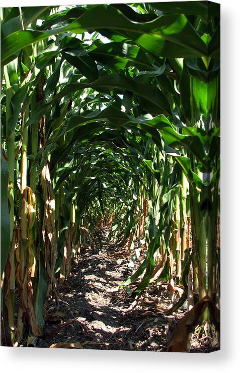 Corn Canvas Print featuring the photograph In The Corn by Joanne Coyle